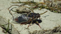 Image of Campbell’s cicada