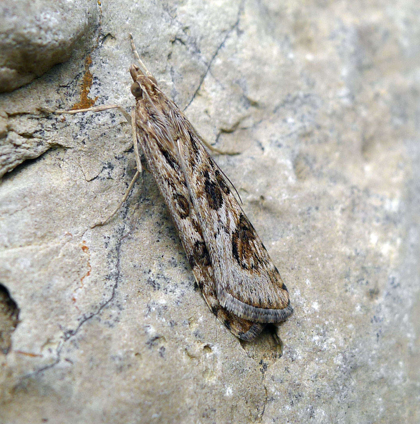 Image of celery stalkworm