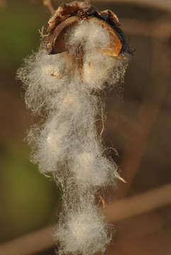 Imagem de Gossypium herbaceum subsp. africanum (Watt) Vollesen