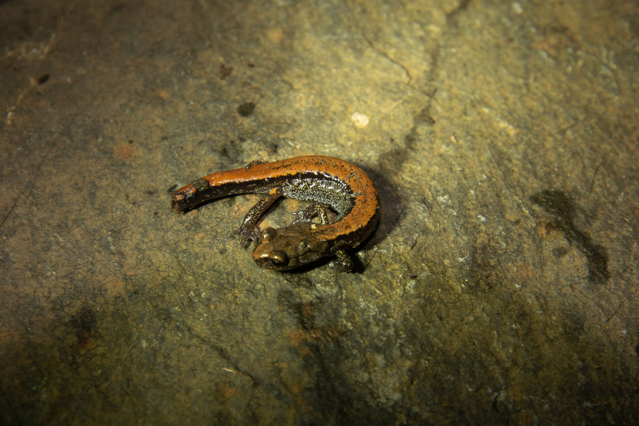 Image of Larch Mountain salamander