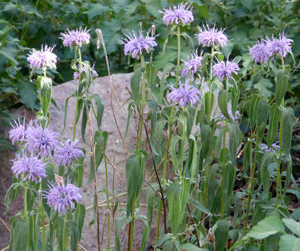 Image of wild bergamot