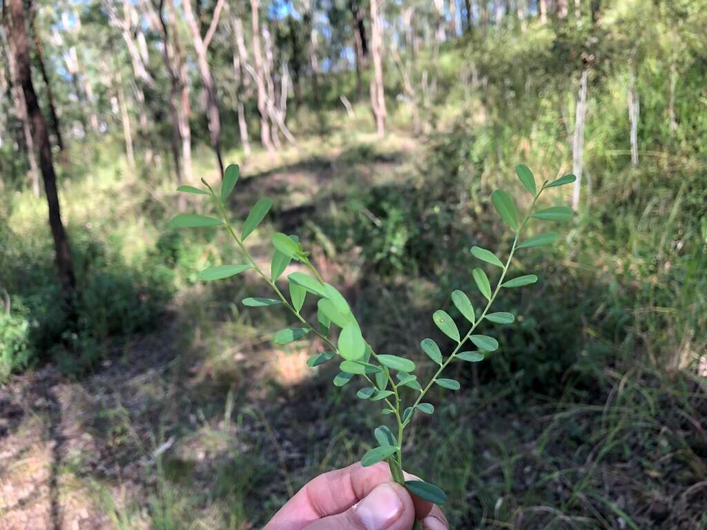 Image de Phyllanthus similis Müll. Arg.