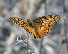 Image of Variegated Fritillary