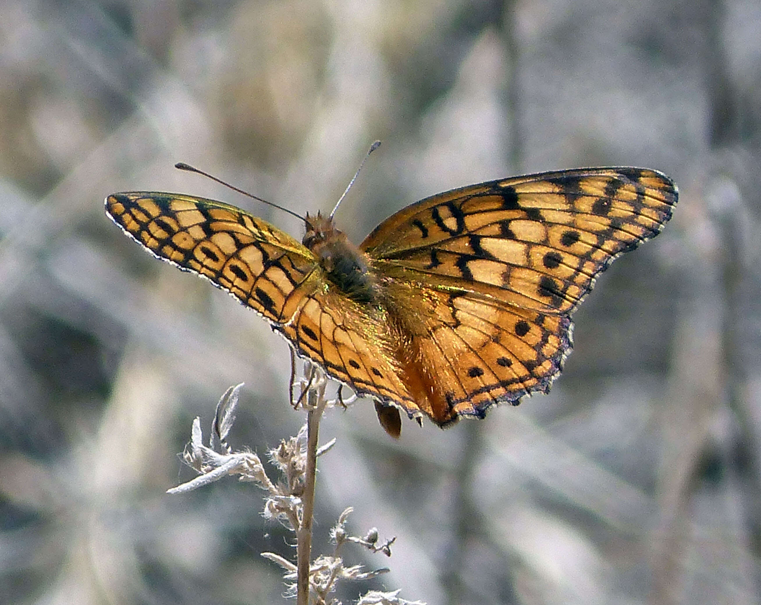 Image of Variegated Fritillary