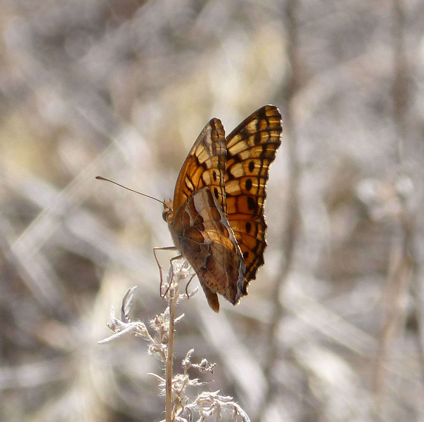 Image of Variegated Fritillary