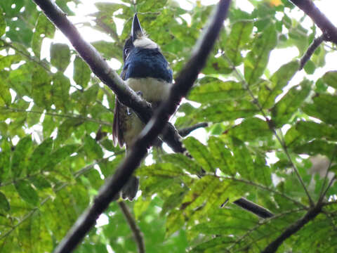 Image of Black-breasted Puffbird