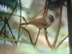 Image of Huet's Fulvetta