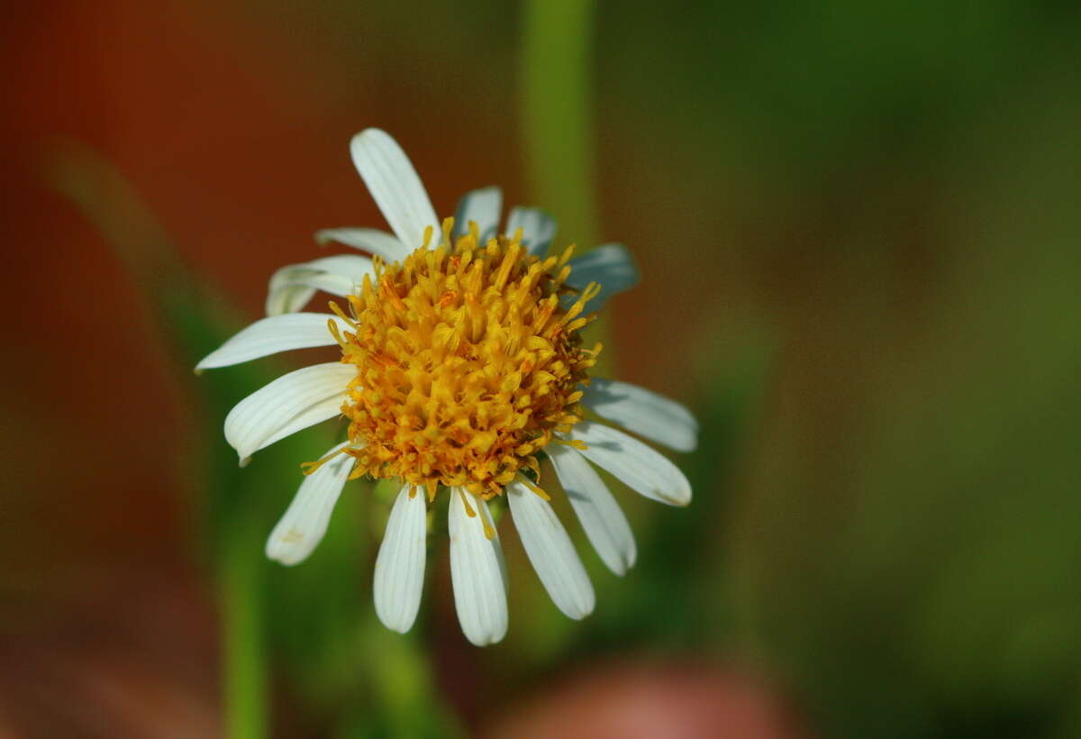 Image of Afroaster peglerae (Bolus) J. C. Manning & Goldblatt