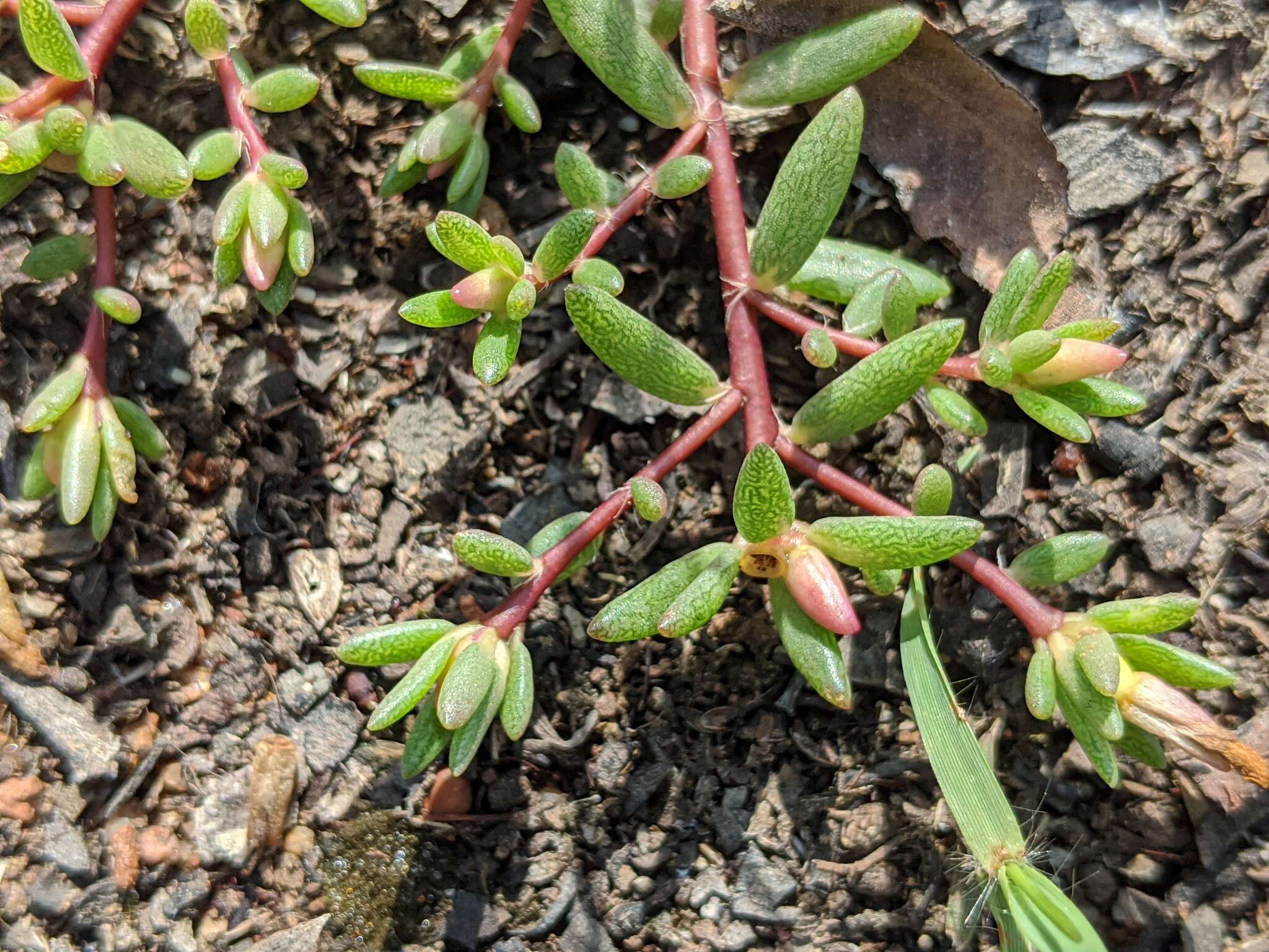 Image of Portulaca pilosa subsp. pilosa