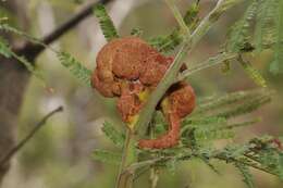 Image of Uromycladium murphyi