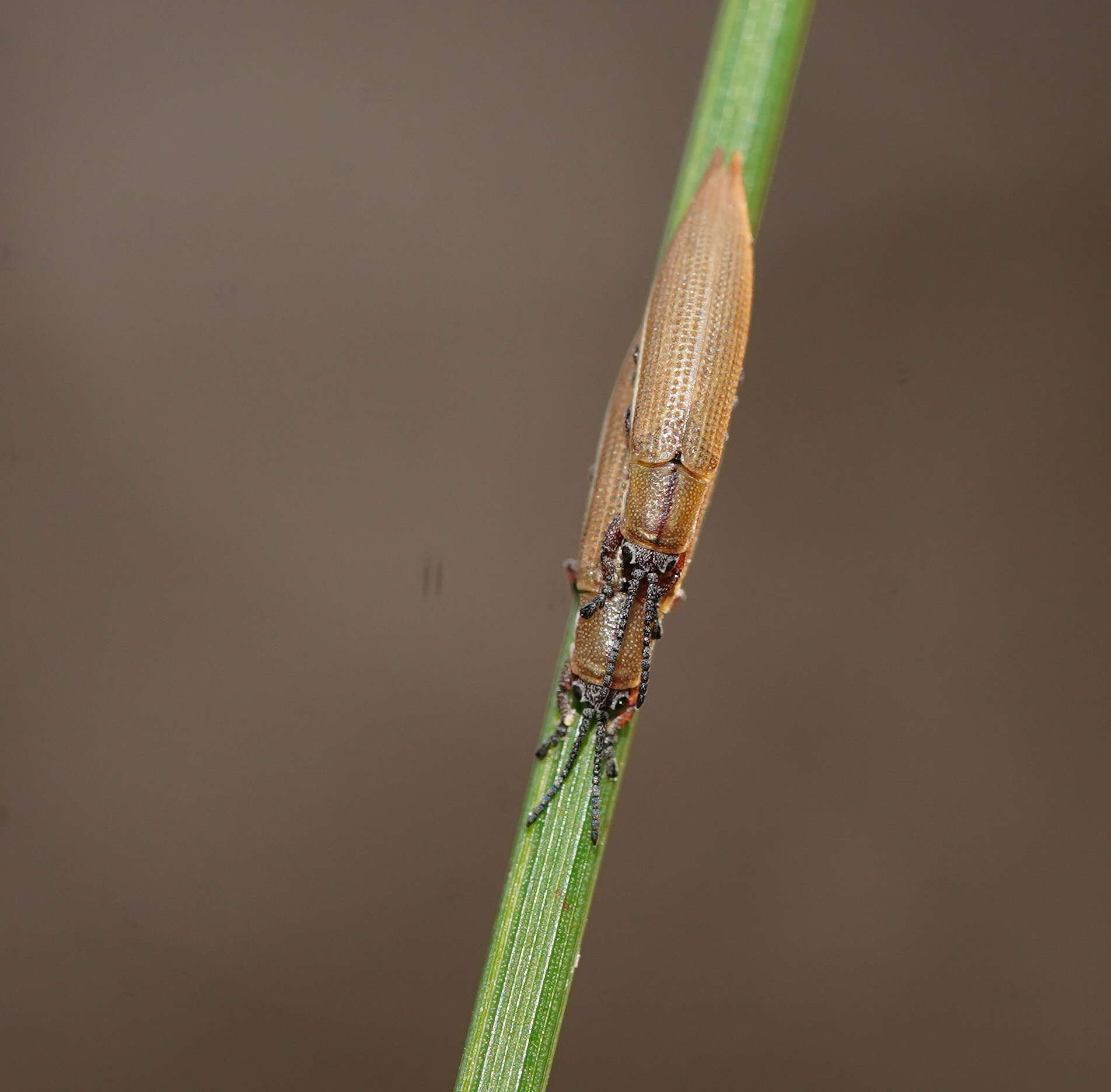 Plancia ëd Eurispa albipennis (Germar 1848)