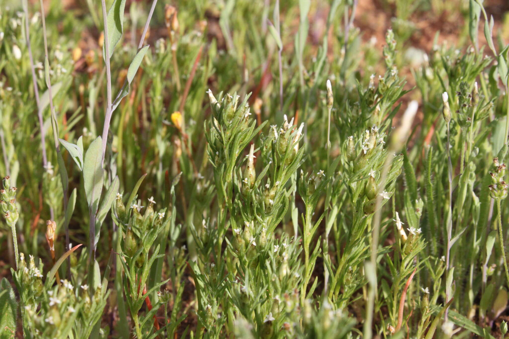 Image of Rhodanthe pygmaea (DC.) P. G. Wilson