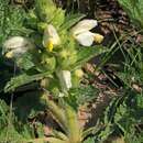 Imagem de Phlomoides labiosa (Bunge) Adylov, Kamelin & Makhm.