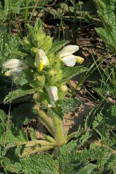 Imagem de Phlomoides labiosa (Bunge) Adylov, Kamelin & Makhm.