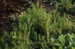 Image of Pogostemon deccanensis (Panigrahi) Press