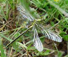 Image of Western Clubtail