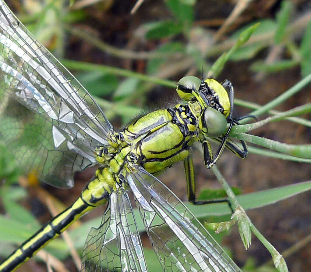 Image of Western Clubtail