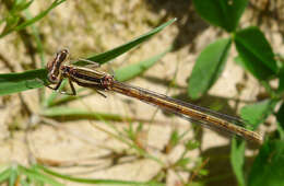 Image of Orange Featherleg