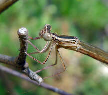 Imagem de Platycnemis acutipennis Selys 1841