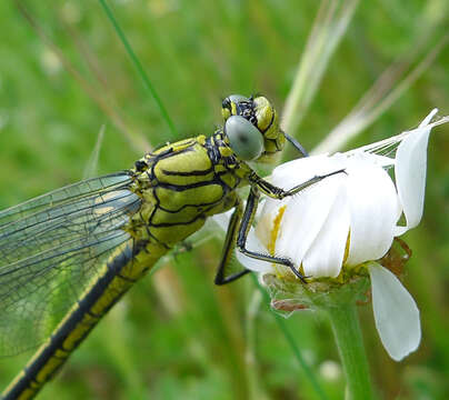 Image of Western Clubtail