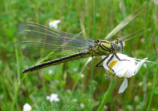 Image of Western Clubtail