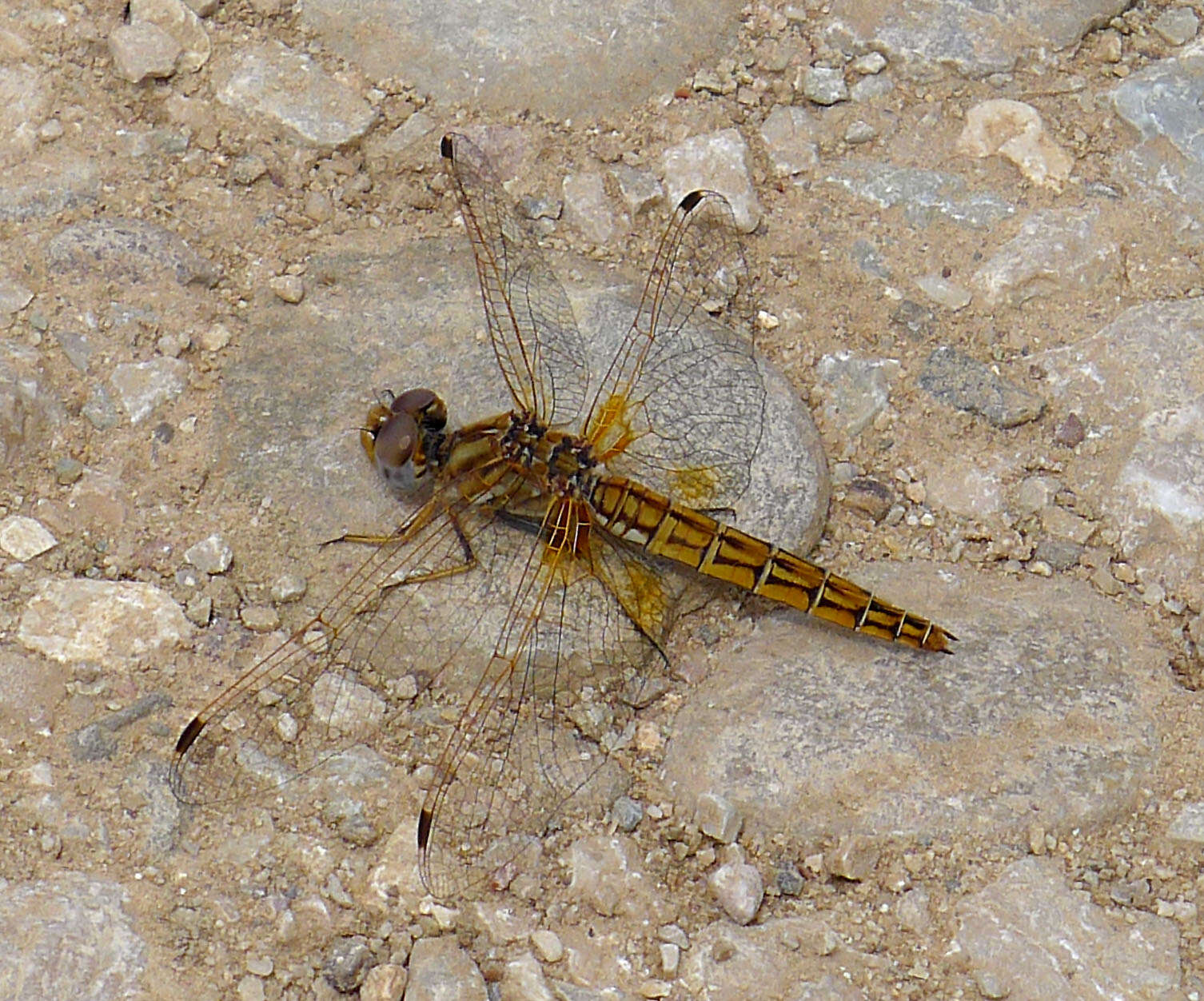 Слика од Trithemis kirbyi Selys 1891