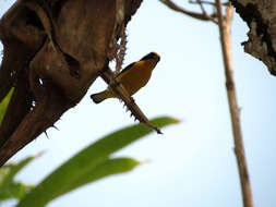 Image of Thick-billed Euphonia