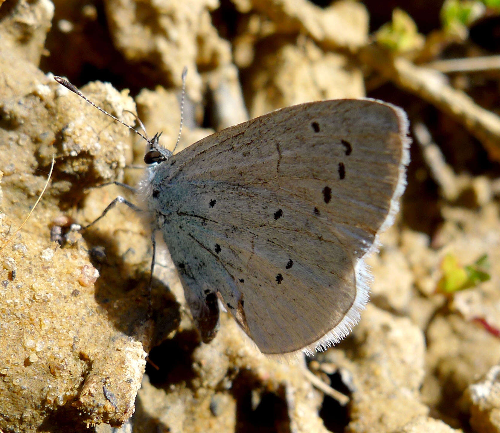 Image of holly blue