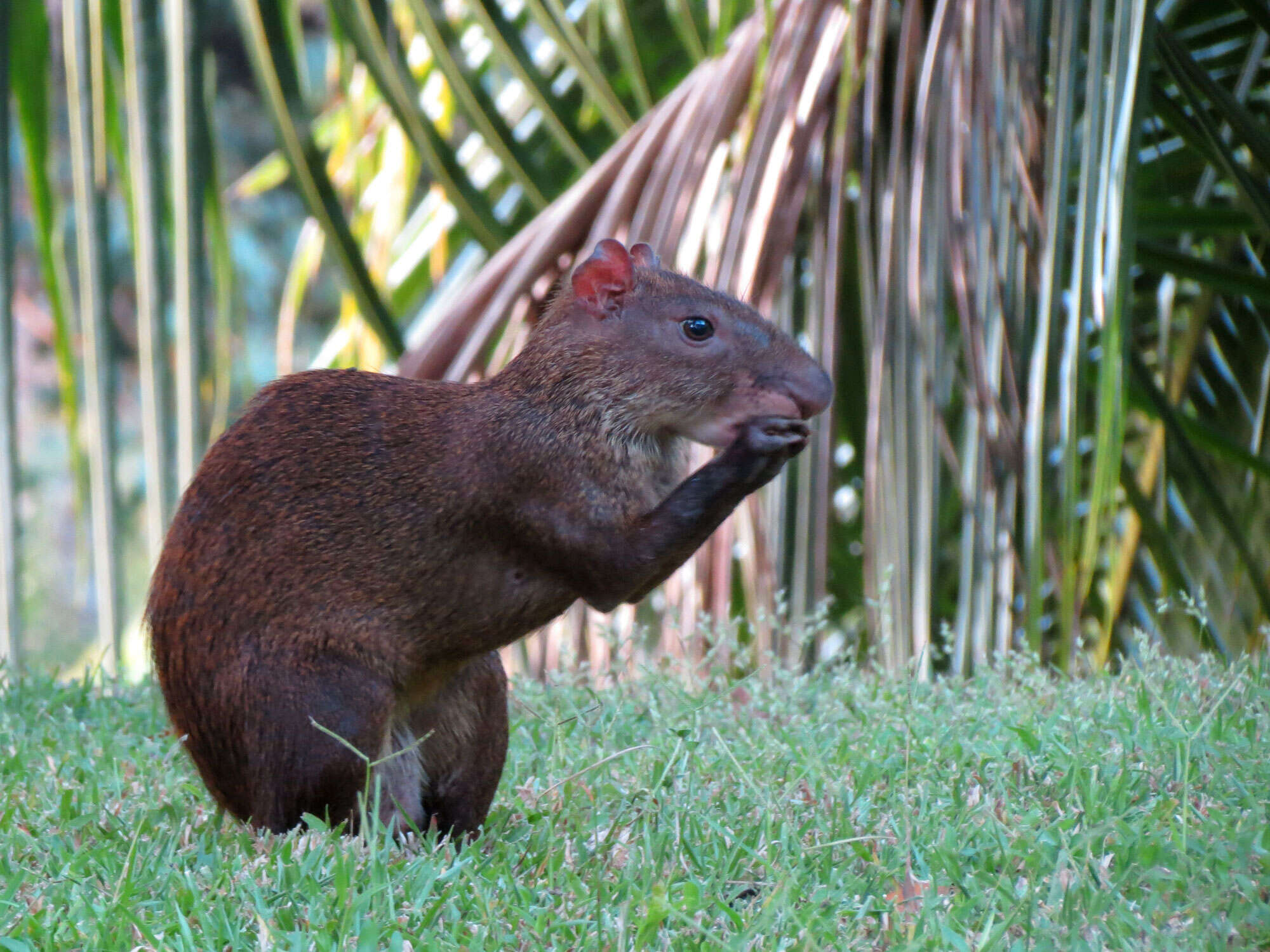 Image of Central American Agouti