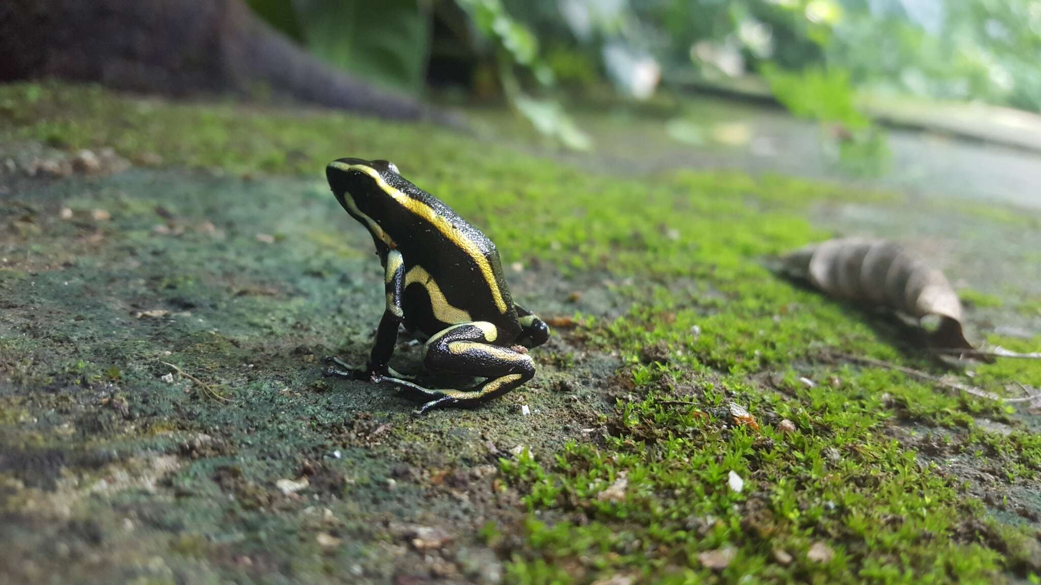 Image of Yellow-striped Poison Frog