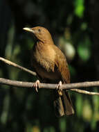 Image of Clay-colored Robin