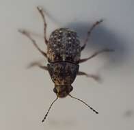 Image of Coffee Bean Weevil