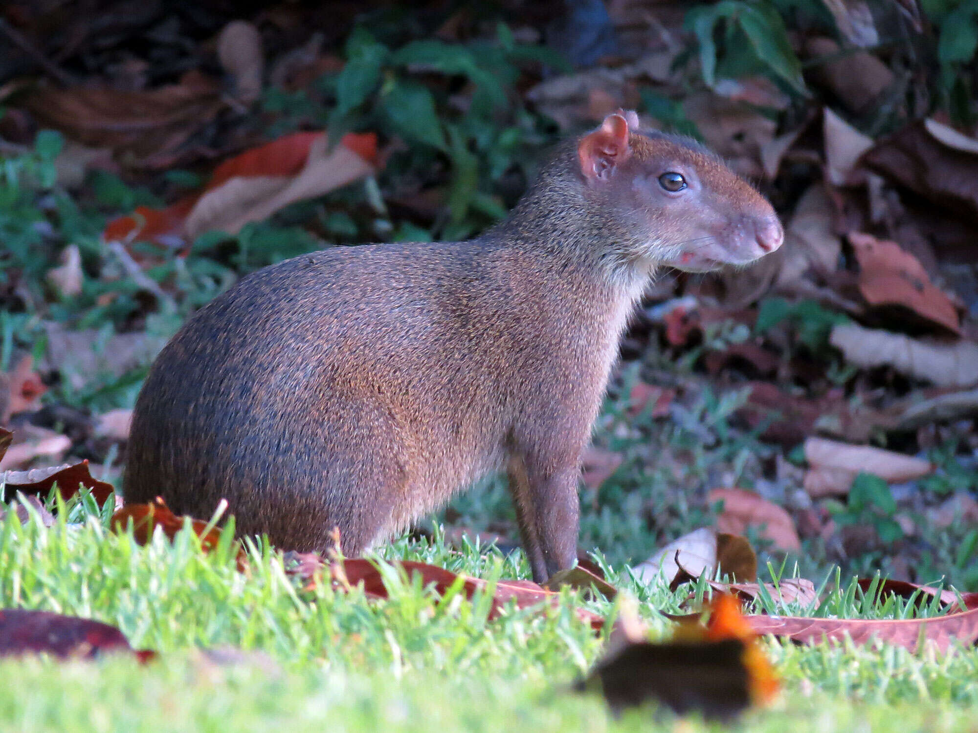 Image of Central American Agouti