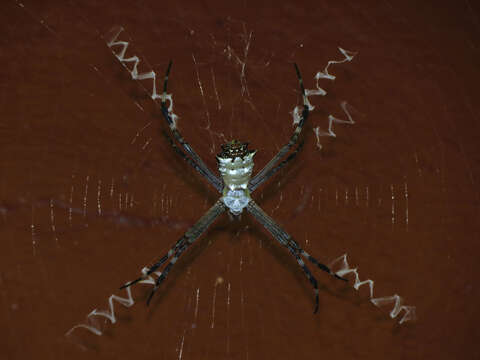 Image of Argiope submaronica Strand 1916