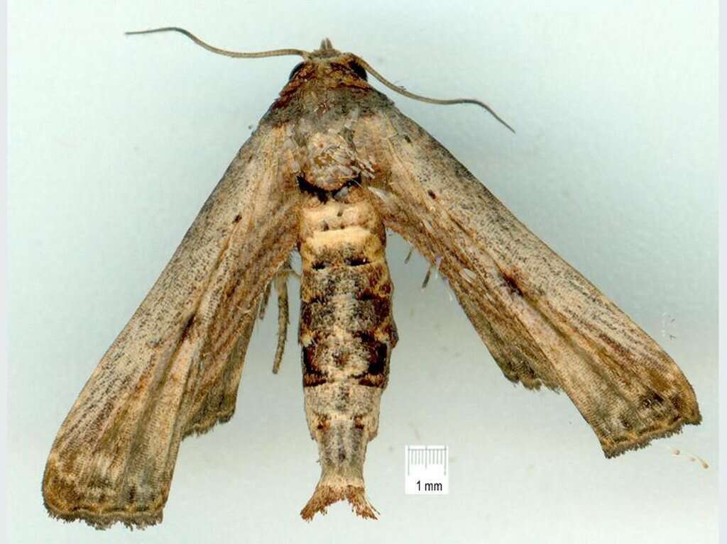 Image of Anigraea ochrobasis Hampson 1912