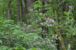 Image de Lonicera bella Zab.