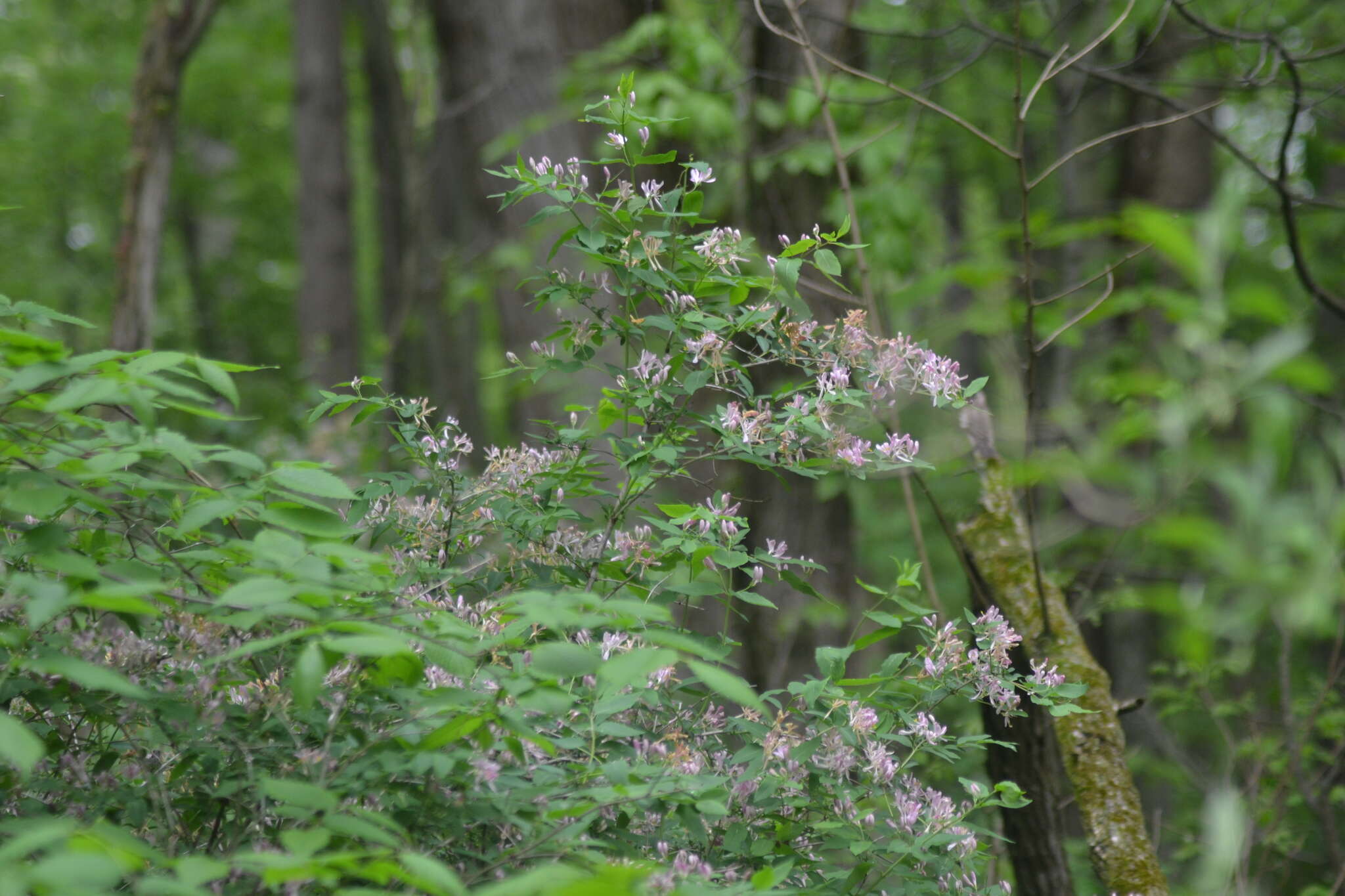 Image de Lonicera bella Zab.