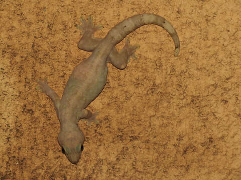 Image of Common House Gecko