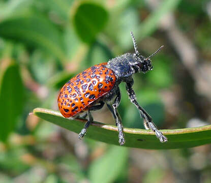 Image of Lachnaia variolosa