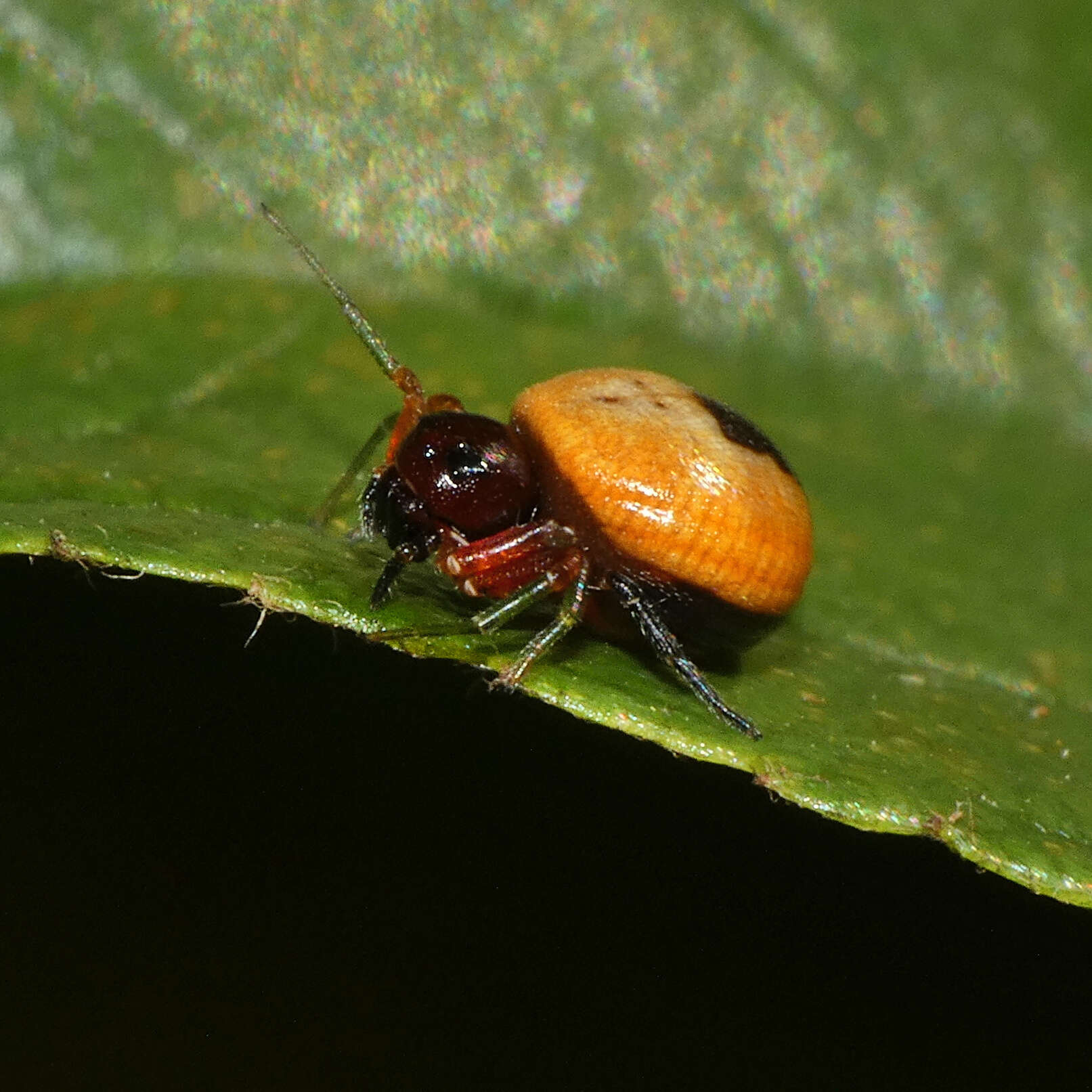 Image of Mystaria savannensis Lewis & Dippenaar-Schoeman 2014