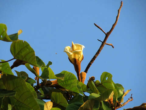 Image of balsa tree