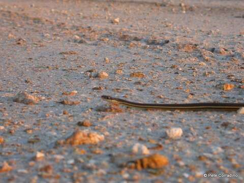 Image of Eastern Ribbon Snake