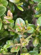 Image of Boxwood leafminer