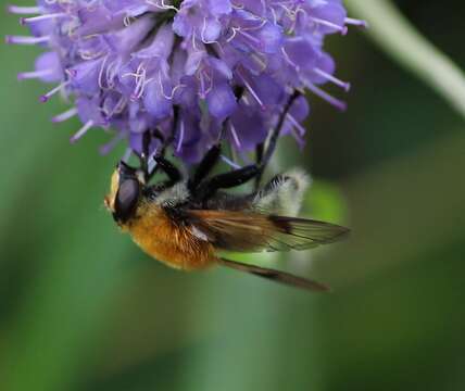 Image of Sericomyia superbiens (Muller 1776)