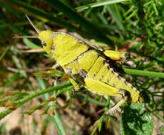 Image of toad grasshoppers