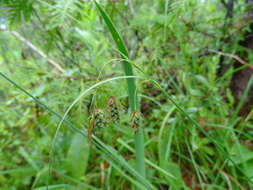 Image of boreal bog sedge