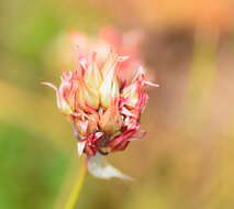 Image of Allium heldreichii Boiss.