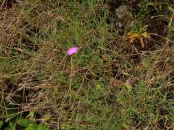 Image of Dianthus graniticus Jordan