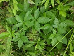 Image of Vermont blackberry