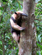 Image of Northern Tamandua